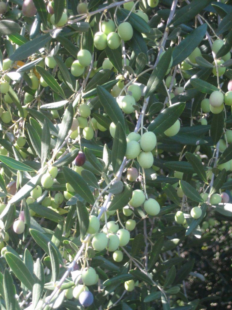 Olives and mills to process them into oil dot the landscape in both Provence and Sonoma. 