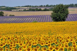 Fields of sunflowers and lavender, in Provence