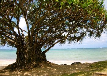 Hala Tree at Punalu'u