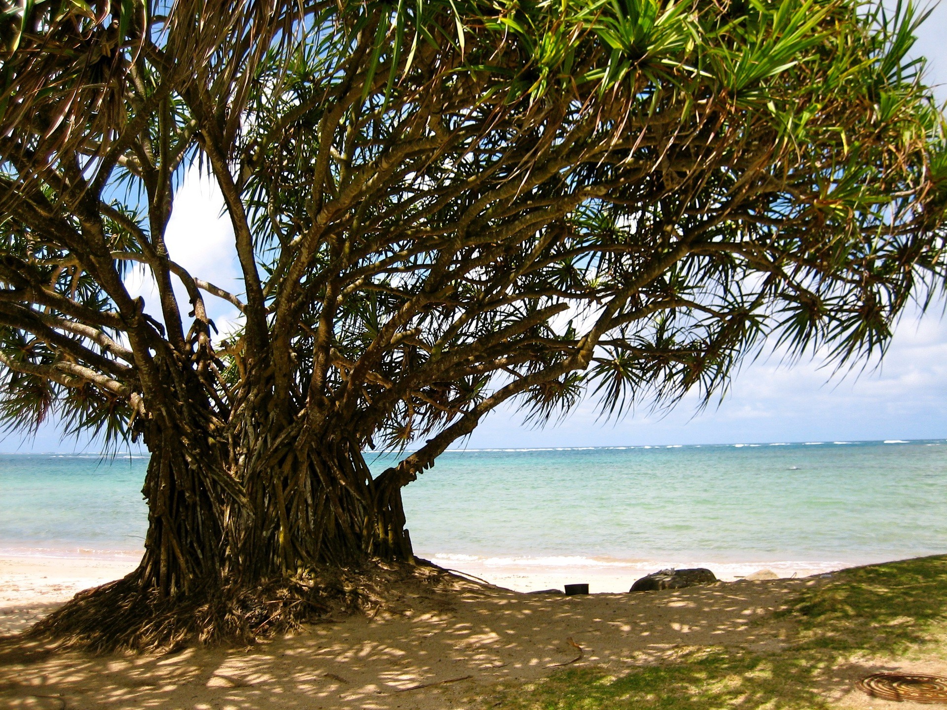 Hala Tree at Punalu'u