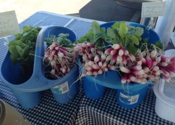 Arugula at from Ridgeview Farm in Healdsburg