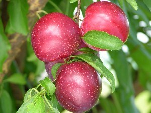 Santa Rosa Plums on the Branch