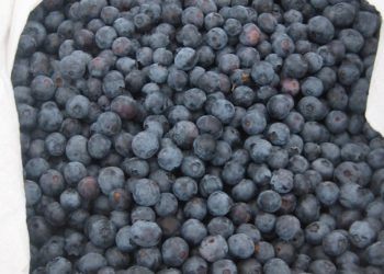 Basket of blueberries from Sonoma Swamp Blues