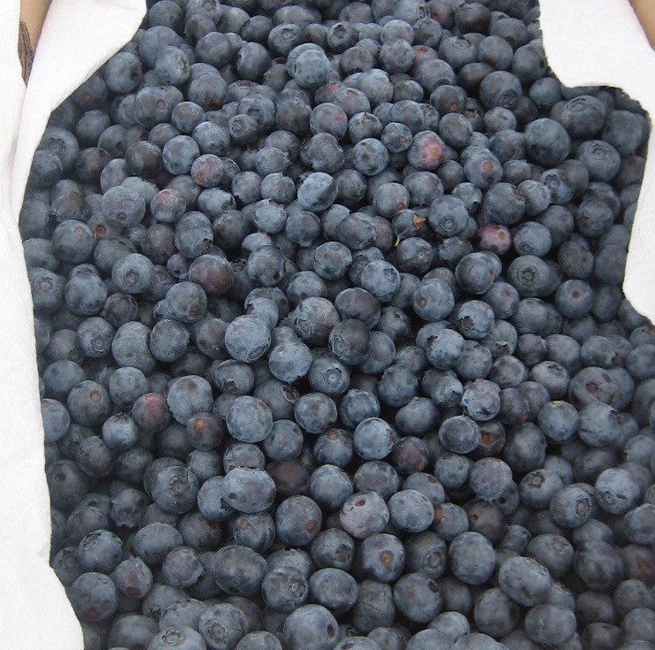 Basket of blueberries from Sonoma Swamp Blues