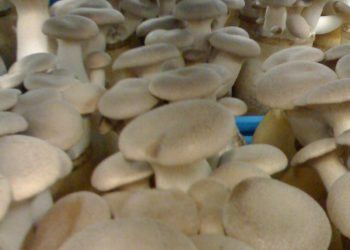 Mushrooms ready for harvest