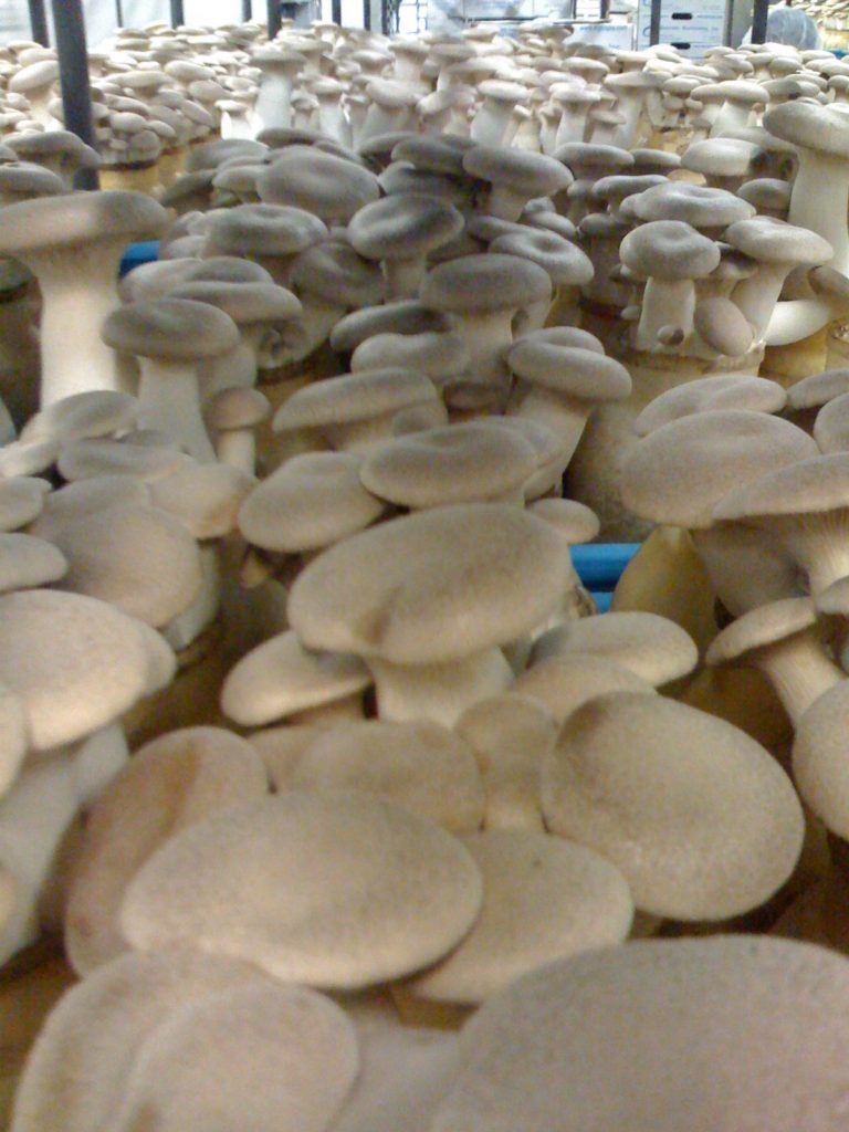 Mushrooms ready for harvest