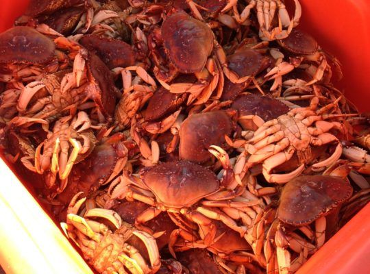 Fresh Dungeness Crab off the boat