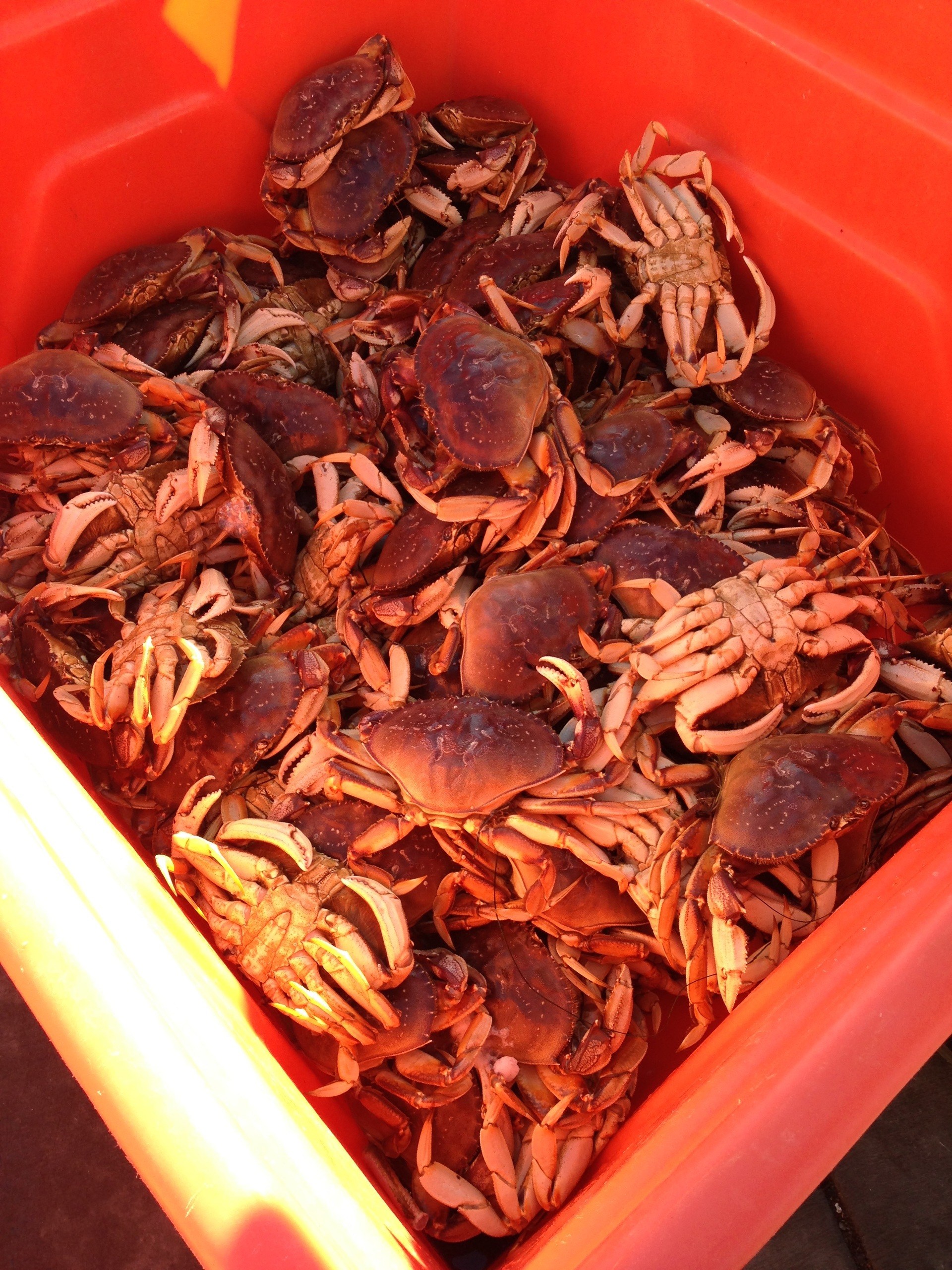 Fresh Dungeness Crab off the boat