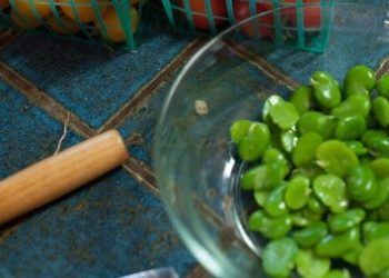 Freshly blanched and peeled Favas