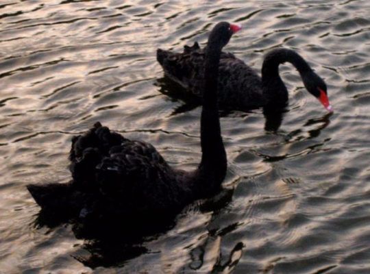 Swans in a lake