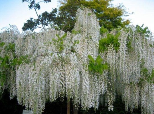 Flowers blooming on tree