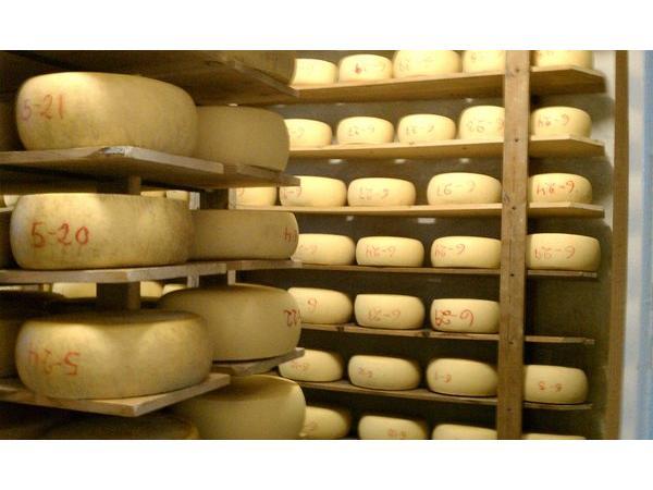 Cheese at Joe Matos Cheese Factory