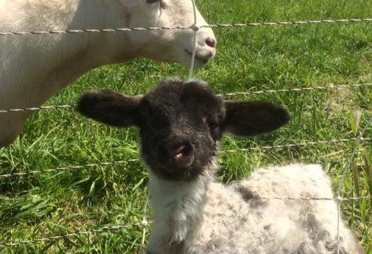 Goat at Preston Farm and Winery