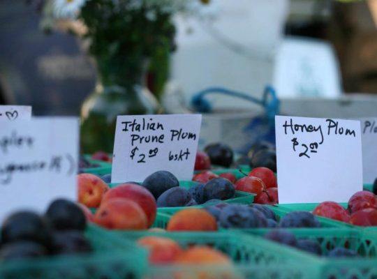 Italian and Honey Plums at Farmers Market