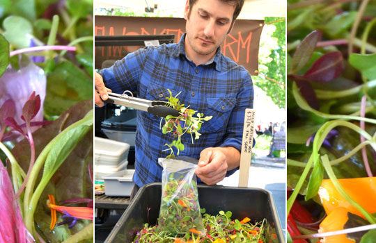 Fresh Green Salad at Sebastopol Farmers Market