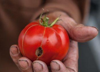 Tomato from Ma & Pa's Garden