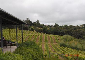 Baker Lake Vineyards View