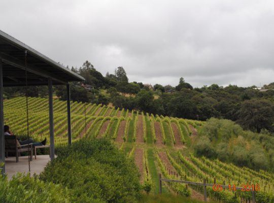 Baker Lake Vineyards View