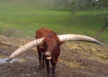 Watusi Calf at Safari West