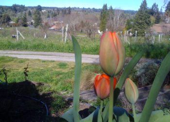 Flower in field