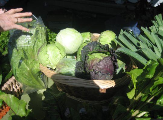 Freshly Picked Lettuce