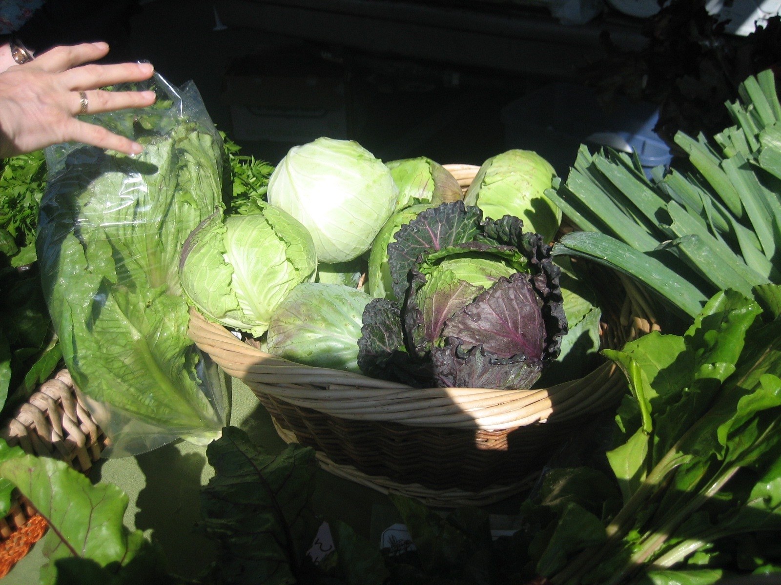 Freshly Picked Lettuce