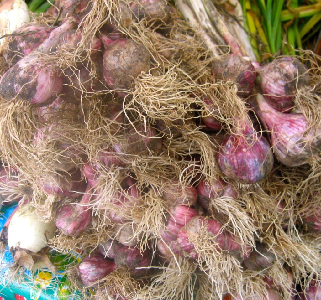 Fresh Garlic