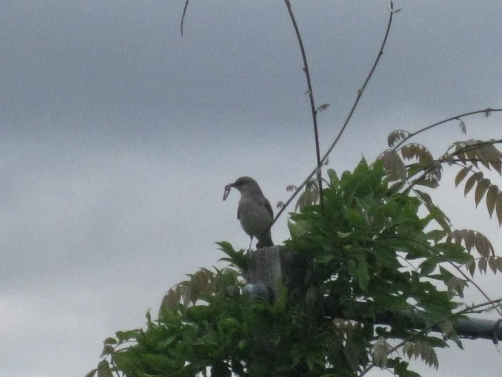 Mockingbird with a worm