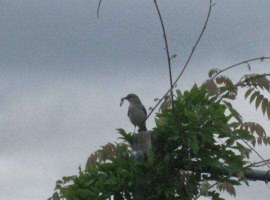 Mockingbird with a worm