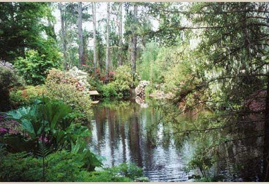 Pond at Sonoma Horticultural Nursery