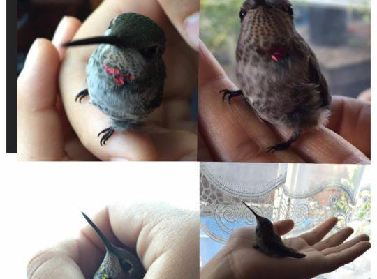 Hummingbird in hand