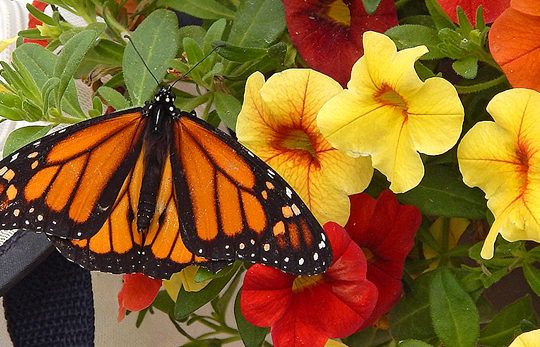 Butterfly on Flowers