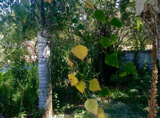 Leaves turning fall colors