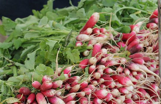 Fresh Radishes